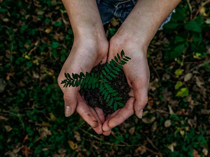 Hands holding fern leaves